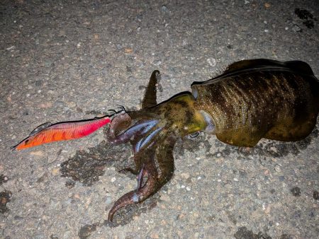 久しぶりの舞鶴釣行
